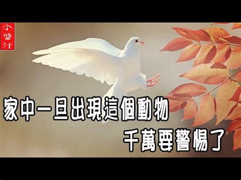 死鳥風水|【死鳥風水】家中出現死鳥？揭開死鳥風水背後的神秘面紗